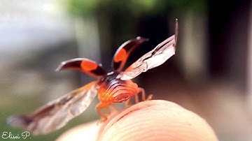 Breathtaking Ladybug Fold Their Wings & Take Off – Macro Slow Motion