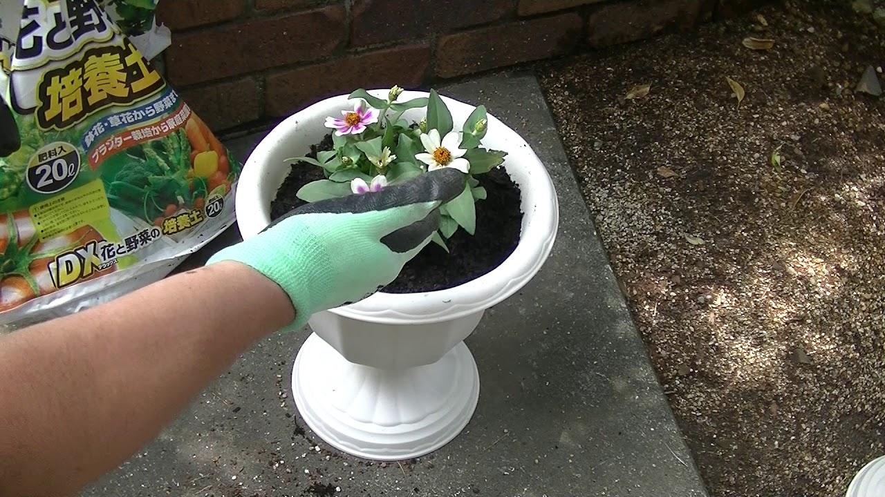 花 ジニア 百日草 の育て方 鉢植え Youtube