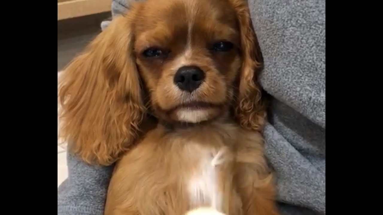 Cavalier King Charles Spaniel enjoys grooming YouTube