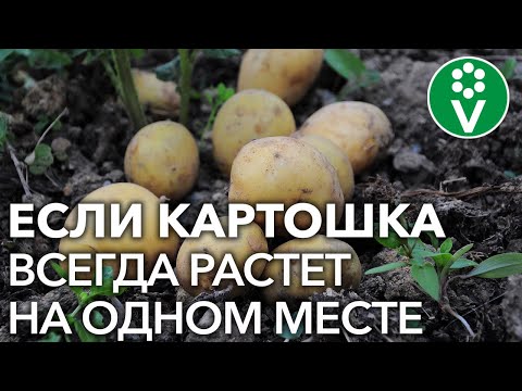 САЖАТЬ КАРТОФЕЛЬ ПОСЛЕ КАРТОФЕЛЯ можно только при выполнении этих условий!