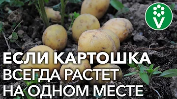 САЖАТЬ КАРТОФЕЛЬ ПОСЛЕ КАРТОФЕЛЯ можно только при выполнении этих условий!