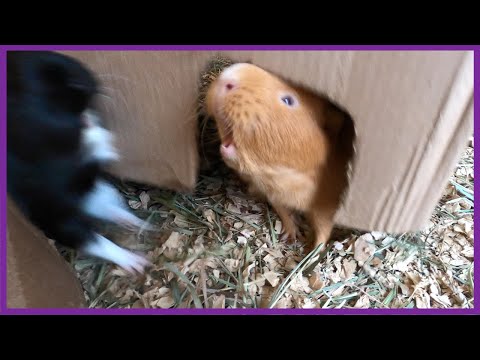 grumpy-guinea-pigs