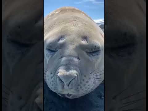 🦭 как чихает тюлень 😅