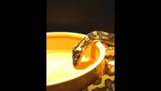 Carpet python drinking