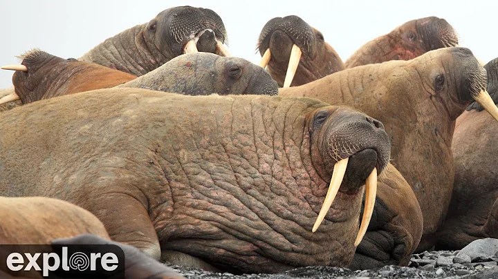 Walrus Cam - Round Island
