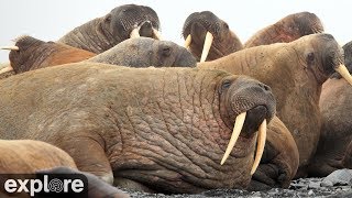 Walrus Cam - Round Island by Explore Oceans 103,292 views 4 years ago 1 hour, 4 minutes