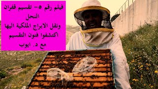 فيلم رقم ٥- تقسيم قفران النحل ونقل الابراج الملكية اليها