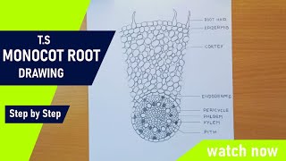 Transverse section of monocot root diagram drawing | T.S of the monocot root diagram drawing