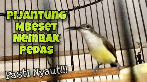 Masteran Burung Pijantung Pisang Gacor Mbeset Nembak Pedas Speed Rapat Suara Jernih | Kicau Tembak