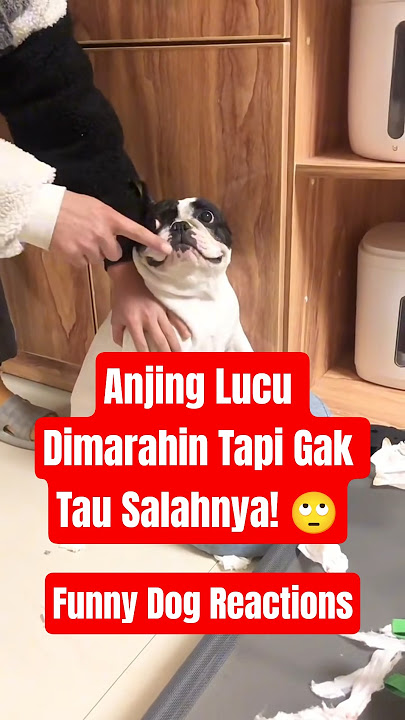 Dimarahin but no idea why 😭🐶Ekspresi anjing ini bikin ngakak! #AnjingLucu #FunnyDogs #DogReactions