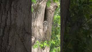 Baby barred owl hears Mama hooting and poses for me #barredowl #owl #barredowlchicks #2026 #memphis