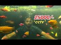 കുളത്തിനടിയിൽ 25000/- രൂപക്ക്‌ Cctv വച്ചു!! | Underwater CCTV installation