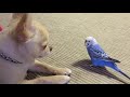 仲良しすぎるチワワとインコ。たまにはケンカVer.