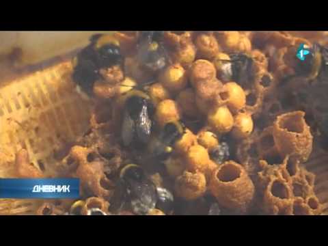 Video: Sklonište za bumbare - kako napraviti bumbarsko gnijezdo za vrt