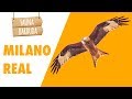 FAUNA BARBUDA 12: El Milano Real (Milvus milvus), una rapaz en PELIGRO DE EXTINCIÓN