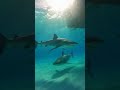 Survival Inside a Giant Bubble With Sharks!#SharkAttack #Adventure #Ocean