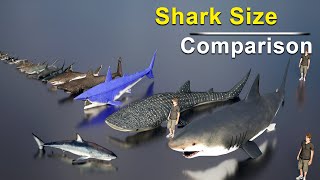 Shark size comparison | 3D Animation | Data Slide |