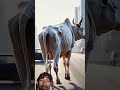 kamzor cow aur bhadur redbul #animals cortton
