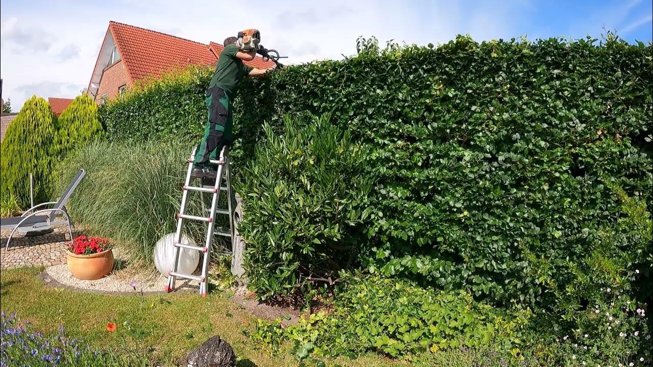 Beech hedge trimming YouTube