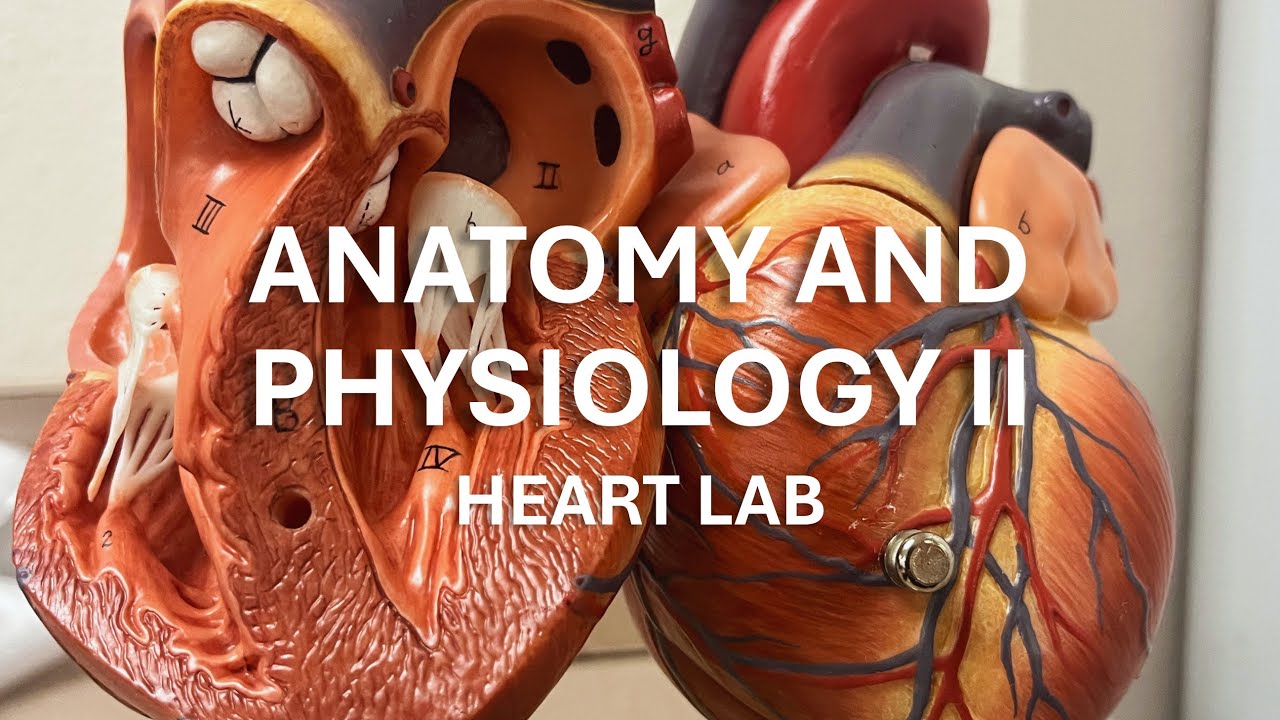 Anatomy and Physiology II - Heart Lab - YouTube