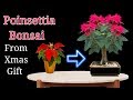 Poinsettia bonsai from xmas gift