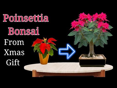 Poinsettia Bonsai from Xmas gift