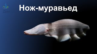 Чудо - рыба. Нож - Муравьед