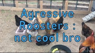 Agressive Roosters - not cool bro