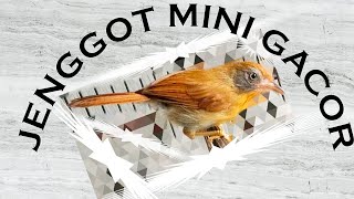 JENGGOT MINI GACOR MBESET MASTERAN PANCINGAN BUNYI TERBAIK