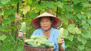 Harvest cucumbers and make stir-fried pickles with bean sprouts