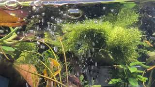 50 Minutes of Uncut Visual Stillness | Ambient Aquatic Soundscape | Golden Back Neocaridina