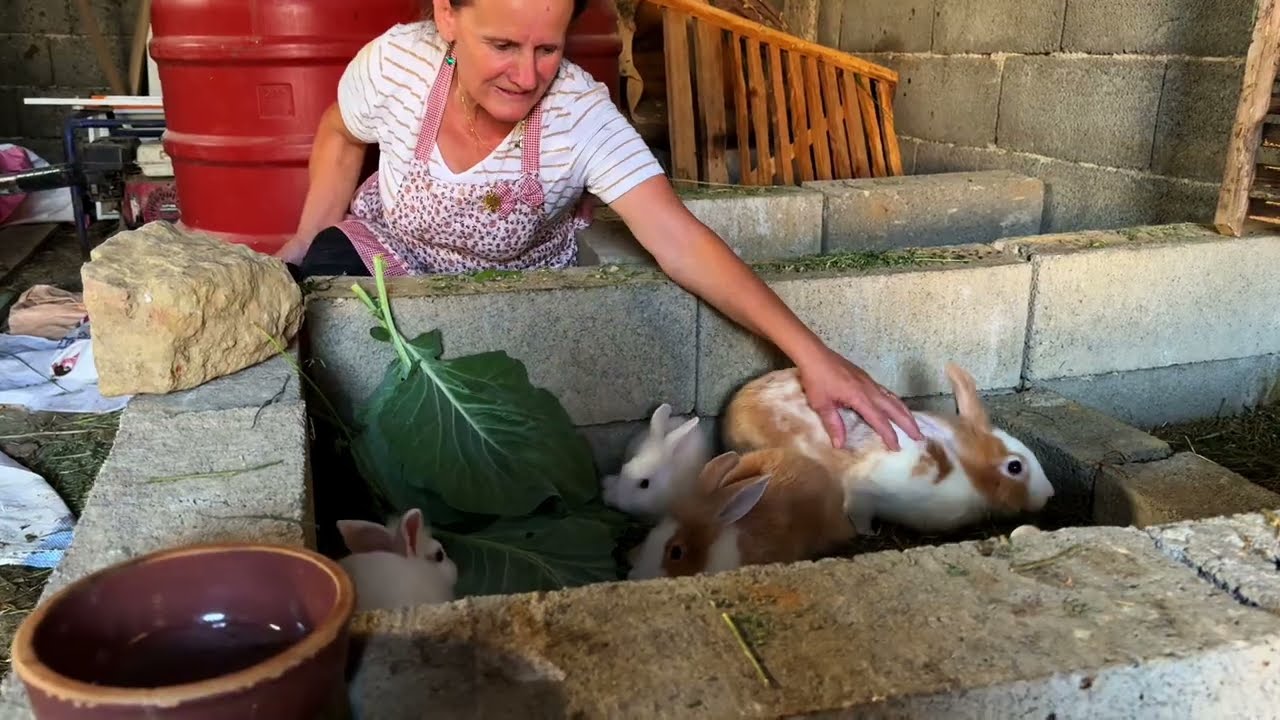 Delicious Chicken Porridge 💥🍲 + Albanian Beans 🇦🇱🔥 – This Combo Is CRAZY Good!