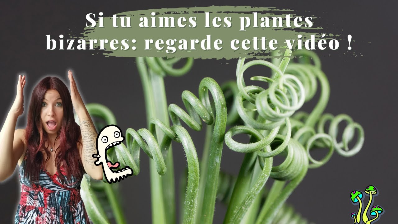 7 plantes vertes originales qui font le buzz sur les réseaux sociaux