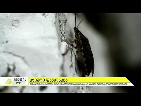 რატომ არ გამოიყენა ფერმერების ნაწილმა აზიური ფაროსანას საწინააღმდეგო პრეპარატი