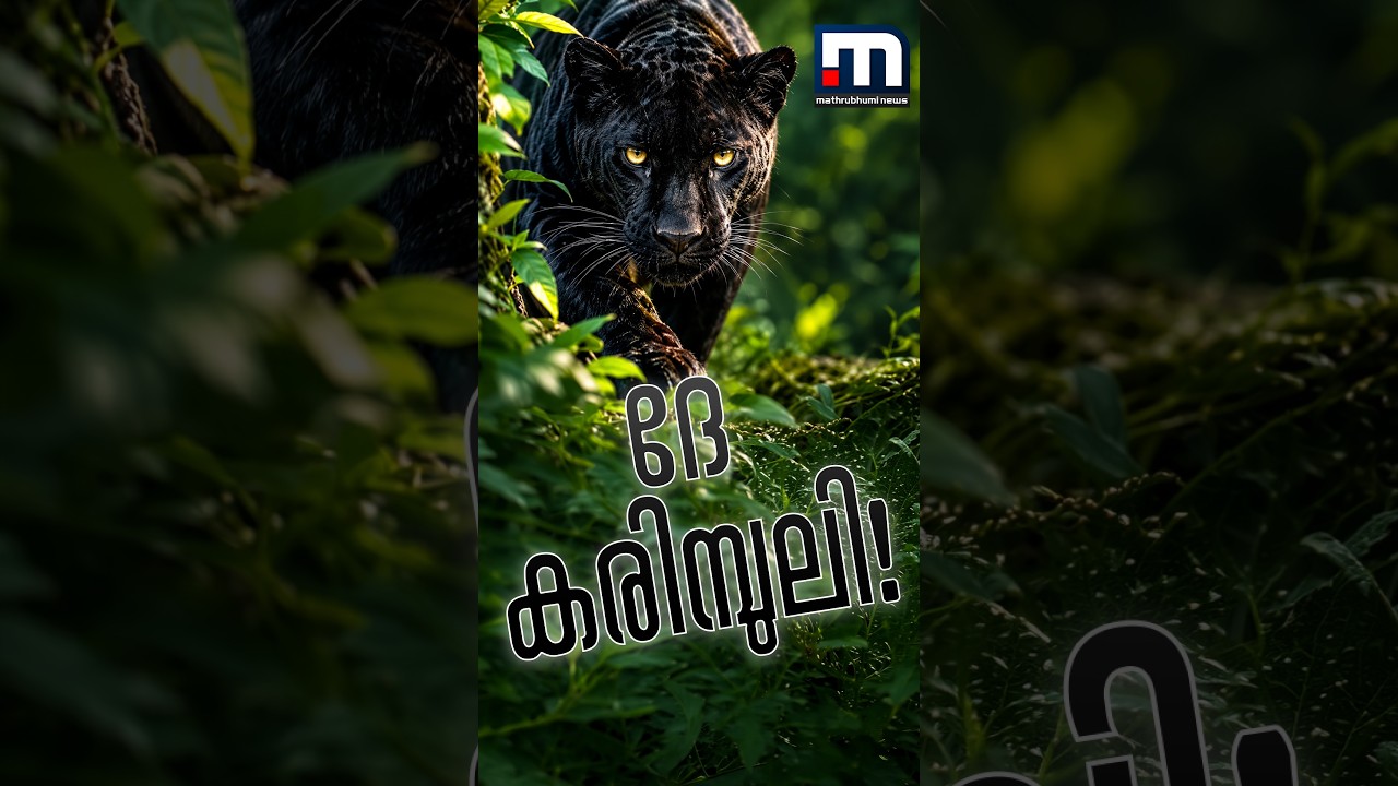 ദേ മുന്നിൽ കരിമ്പുലി! ദസറ യാത്രയ്ക്ക് പോയ മലയാളി സംഘം പകർത്തിയ ദൃശ്യങ്ങൾ | Black Panther | Wildlife