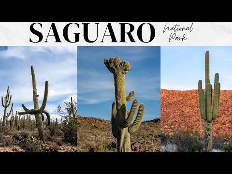 Video: Saguaro National Park: de complete gids