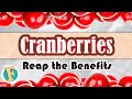 Are cranberries good for you ? | Understand its amazing benefits now