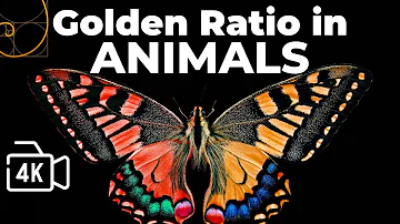 Golden Ratio in Animals | Golden Ratio in Nature | Golden Ratio Explained | Funny Animals | Wildlife