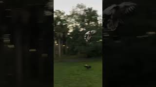 Turkeys leaving roost at daybreak by Bruce Ryba 29 views 3 months ago 1 minute, 45 seconds