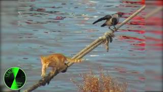 Кот и ворона (Стамбул) Кот и ворона (Стамбул)