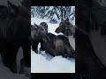 wolfa snowy forest  #animals #nature #wildanimals #wildlife