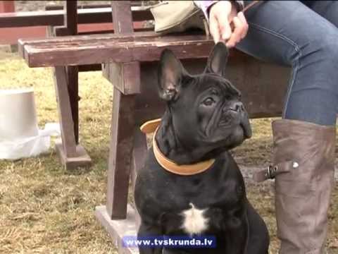 Video: Anālās Vai Taisnās Zarnas Atveres Sašaurināšanās Suņiem