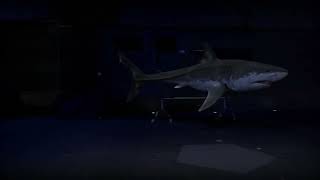 "When Sharks Attack 360" : Great White Shark in Studio