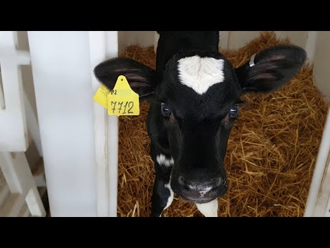 видео: Что будет с рынком молока?