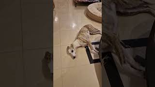 The Struggle Of A Velcro Dog Part 4 #sighthound #whippet #dogsofyoutube
