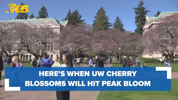 When the University of Washington cherry blossoms will hit peak bloom - 天天要聞