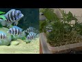 Liminer les nitrates dans leau de votre aquarium encore plus efficace