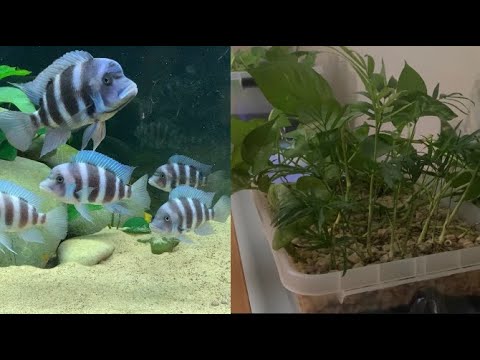 Vidéo: Comment Réduire Les Nitrates Dans Votre Aquarium