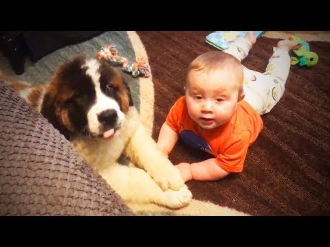 Cute Funny Pets with Kids 😍 [Funny Pets] - 동영상