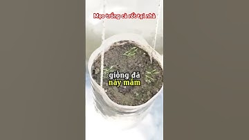 Mẹo Trồng Cà Rốt Sạch Tại Nhà Không Cần Vườn Ai Cũng Làm Được! #shorts